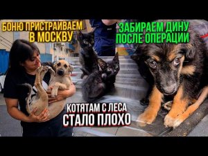 Что же с котятами?Едем с девочками в Ставрополь. Боню отправляем в Москву в добрые руки