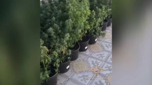 В Крыму полицейские обнаружили плантацию конопли, которую возделывал житель города Феодосия