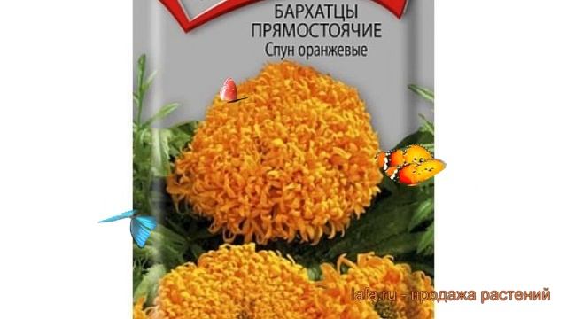 Бархатцы прямостоячая Спун оранжевые ? обзор: как сажать, семена бархатцев Спун оранжевые смотреть онлайн