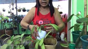 Hoya Celata  "White Dragon" Formerly known as Hoya Pubicalyx || Repotting/care tips @ passion at60