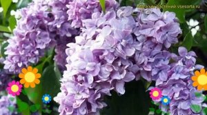 Сирень обыкновенная Максимович. Краткий обзор, описание характеристик syringa vulgaris