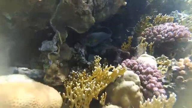 Utopia Island - excursion from Hurghada смотреть онлайн