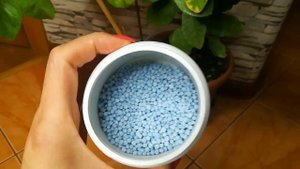 Лимон Пандероза, чем удобряю.