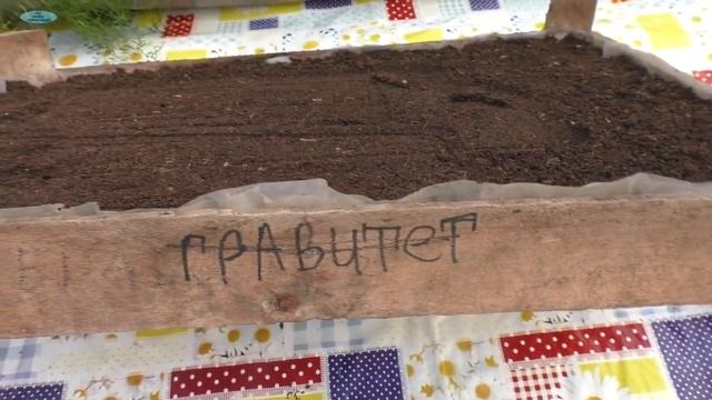 Выращиваете петунию?- обязательно сделайте с рассадой так! смотреть онлайн