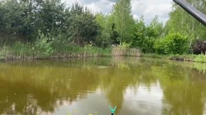 Кормлю рыбу хлебом и рыбалочка в собственном пруду. Пруд на даче. Пруд на участке.
