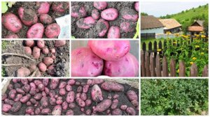 Шарвари Пирошка – потомок легендарного Сарпо Мира - абсолютно устойчивый к болезням  сорт картофеля