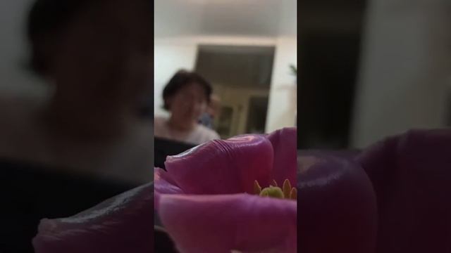 день пианиста смотреть онлайн