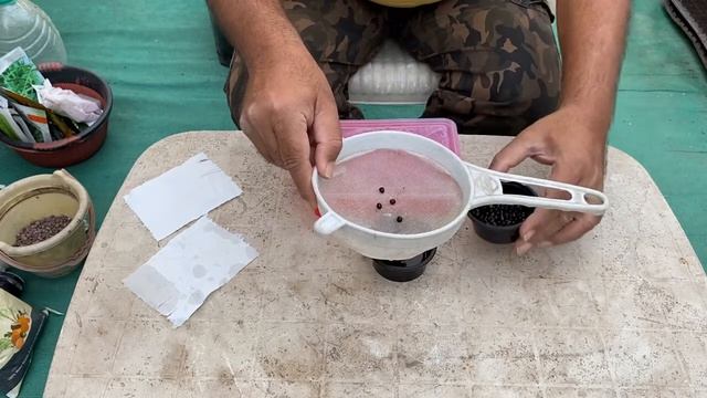 Hydroponic Okra//How to grow Okra from Seeds//Bhindi in DFT, DWC & Media system//Okra Farming смотреть онлайн