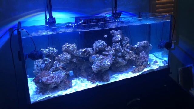 75gal Mixed Reef Saltwater Aquarium 5yrs 1mo Marine Aquarium Anniversary смотреть онлайн