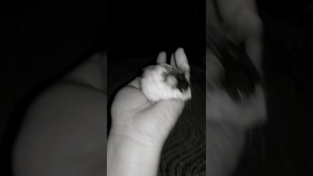 #кэмпбелла #хомячок