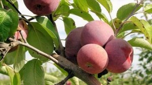 СОРТ ЯБЛОНИ ЛЕГЕНДА - ОПИСАНИЕ - ХАРАКТЕРИСТИКА СОРТА ЯБЛОНИ ЛЕГЕНДА
