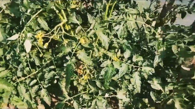 Обзор нашего огорода ! Ни чего толком не растёт! За то вишни море🍒🍒🍒! Нет настроения!😔 смотреть онлайн