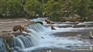 Счастливая пора у мишек на Аляске настала-ловят лосось #Аляска#Медведи #рыбалка#США