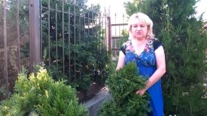ТУЯ, ХВОЯ В САДУ - ВЫРАЩИВАНИЕ, УХОД, ОБЕЗКА, СТРИЖКА, БОРЬБА С БОЛЕЗНЯМИ