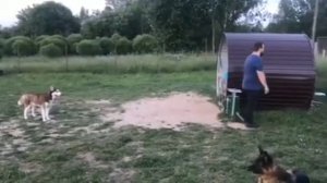 Дрессировка. К сдаче экзамена по ОКД готовы! (Питомник "Shepherd Clan")