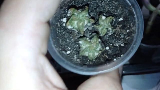 Полуночное цветоводство! Пора рассадить литопсы, хавортии, алоинопсисы лофофору астрофитумы и други смотреть онлайн