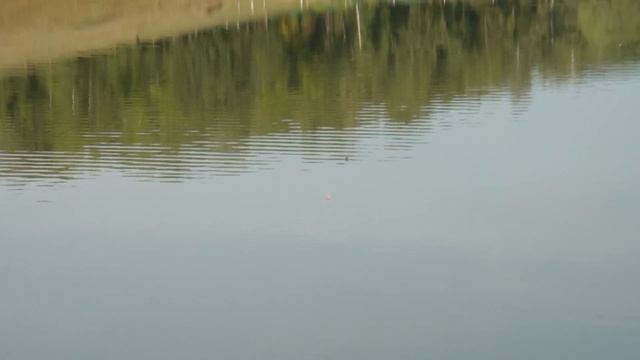 БЕШЕНЫЕ ПОКЛЕВКИ КАРАСЯ НА КУКУРУЗУ смотреть онлайн