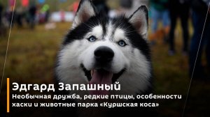 Эдгард Запашный. Необычная дружба, редкие птицы, особенности хаски и животные парка "Куршская коса"