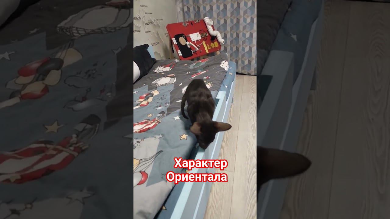 Ориентальный кот, какой он?! #ориентальныйкот #котята