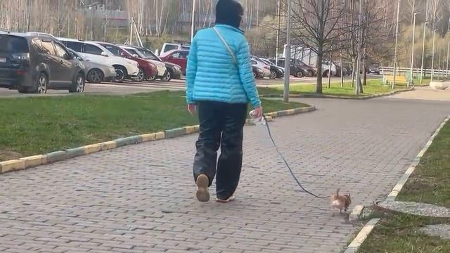 Женщины с маленькой собачкой, часть вторая.