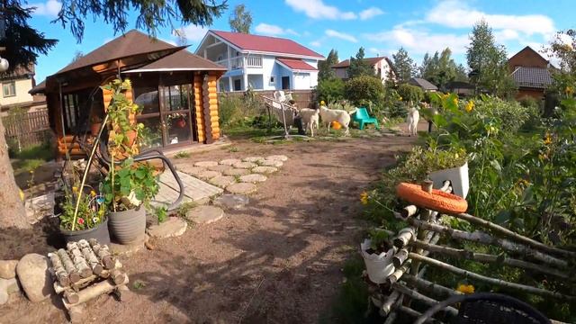 4 АЛАБАЯ на одной территории || Взаимоотношения собак || Щенки взрослеют смотреть онлайн