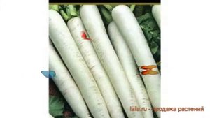 Дайкон обыкновенный Цезарь (tsezar) ? дайкон Цезарь обзор: как сажать семена дайкон Цезарь