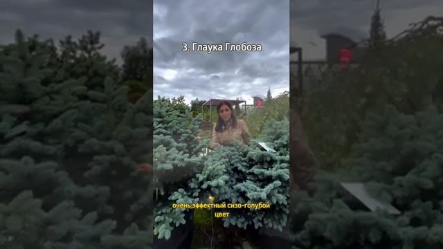 Самые удачные сорта красивых елей, которые точно нужно выбрать для вашего сада! смотреть онлайн