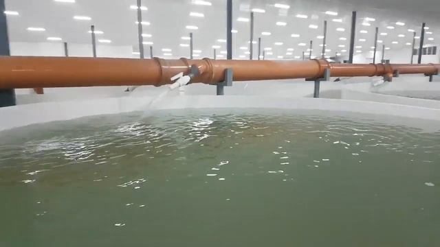 Проточная система полипропиленовых бассейнов для разведения осетровых пород.сделанна своими руками смотреть онлайн