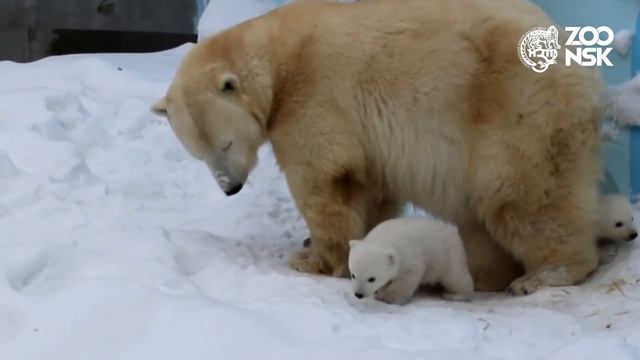 Прогулки белых медвежат в Новосибирском зоопарке имени Р.А.Шило