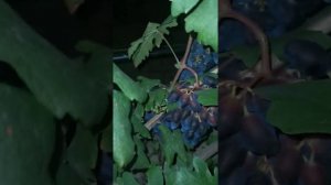 Виноград Ромбик