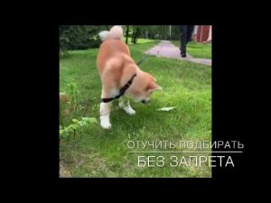 Дрессировка.Выполнение команд сразу и с радостью.С Вами кинолог Наталья Севостьянова
