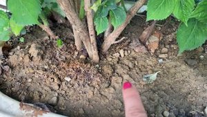 Гортензия крупнолистная Ред Барон