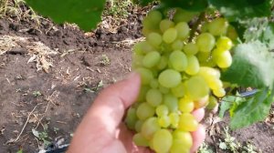 20160722 Виноград Краса Дона