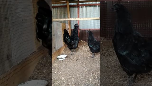 Льюянг черные куры смотреть онлайн