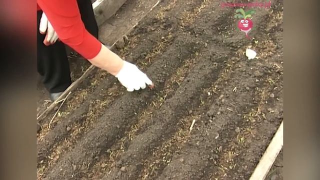 Посев моркови группками. Урожайные грядки. смотреть онлайн