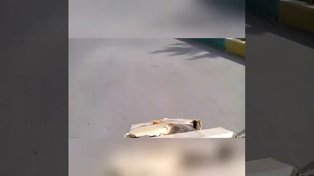 Быстрые и громкие (1) "пид байк" смотреть онлайн