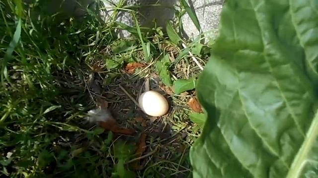 Органическое земледелие на Кубани. Секреты хорошего урожая от Валентины и Николая