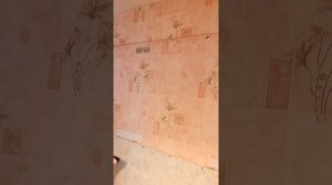 Тараканы и парогенератор
