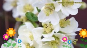 Айва прекрасная Нивалис. Краткий обзор, описание характеристик chaenomeles speciosa Nivalis