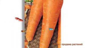 Морковь обыкновенный Московская Зимняя А-515 ? обзор: как сажать, семена моркови