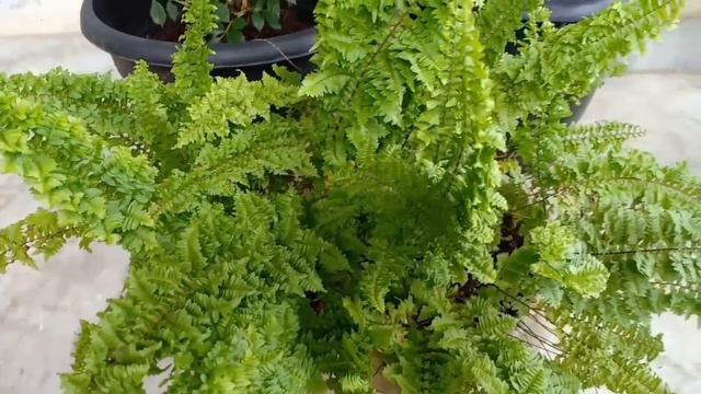 Epsom salt use for plants /Miracle fertilizer (ചെടികൾ നിറയെ പൂക്കുവാൻ എപ്സം സോൾട്ട് ഉപയോഗിക്കാം ) смотреть онлайн