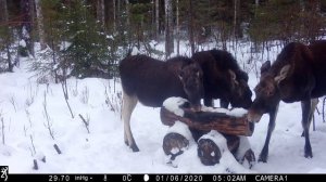 Фотоловушка Browning Spec Ops Elite HP4 #12 Солонец №2