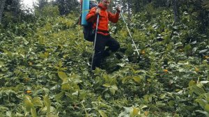 NISUS Eagle Hiking Backpack