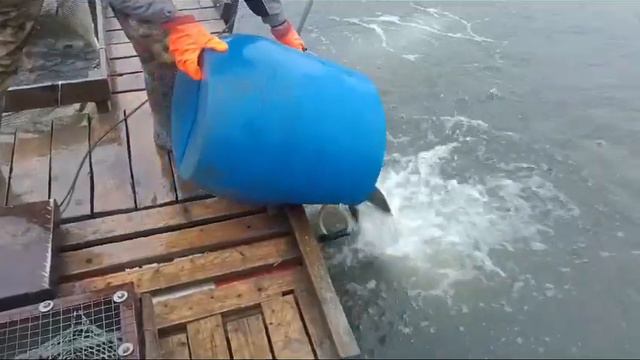 Утренний Запуск Форели