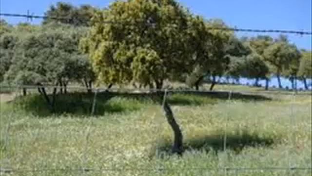 Fender stratocaster roadhouse deluxe. Improvisando naturalmente .wmv смотреть онлайн