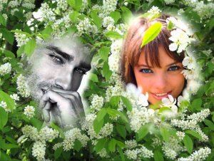 Пётр Сотник Цвела черёмуха