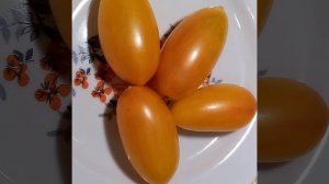 Томат СТЫДЛИВЫЙ РУМЯНЕЦ. Ярославская обл.