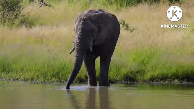 Дикие и домашние животные смотреть онлайн