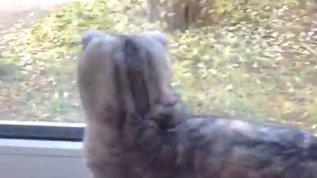 как узнать что у вашей кошки половое созревание смотреть онлайн