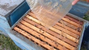 Кочевая пасека Романа. Украинская степная порода пчёл.